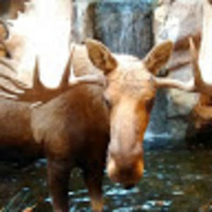 Meet your Posher, George